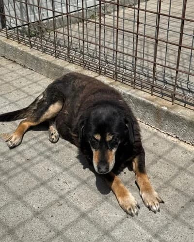 Câine 992, male senior Mixed Breed for adoption at Adăpost Canin Craiova