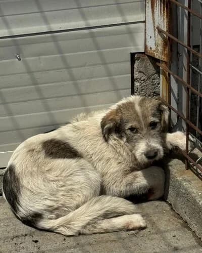 Câine 996, female puppy Mixed Breed for adoption at Adăpost Canin Craiova