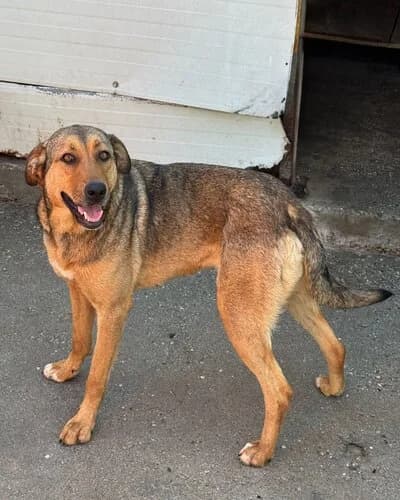 Câine 1159, female 7yo Mixed Breed for adoption at Adăpost Canin Craiova