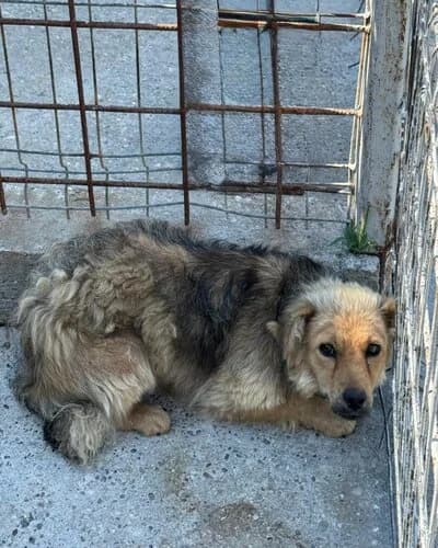 Câine 1171, female young Mixed Breed for adoption at Adăpost Canin Craiova