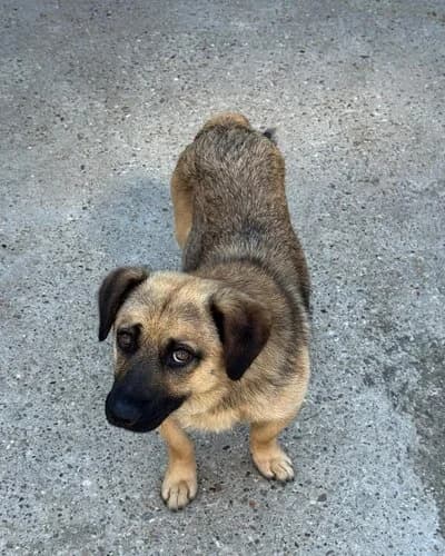 Câine 1172, male young Mixed Breed for adoption at Adăpost Canin Craiova