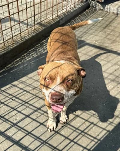 Câine 1173, male 7yo Mixed Breed for adoption at Adăpost Canin Craiova