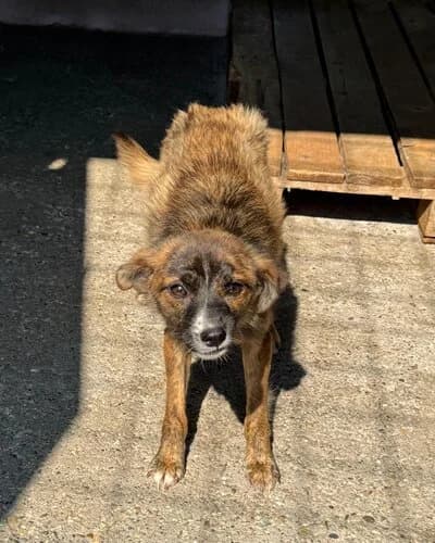 Câine 1174, female 3yo Mixed Breed for adoption at Adăpost Canin Craiova