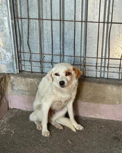 Câine 1175, female young Mixed Breed for adoption at Adăpost Canin Craiova