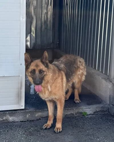Câine 1176, female 6yo Mixed Breed for adoption at Adăpost Canin Craiova
