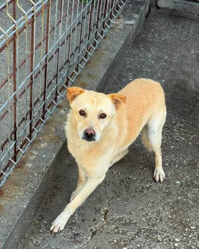 Câine 1184, male 5yo Mixed Breed for adoption at Adăpost Canin Craiova