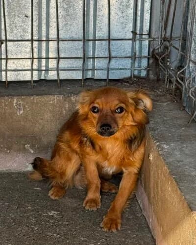 Câine 1186, male 5yo Mixed Breed for adoption at Adăpost Canin Craiova