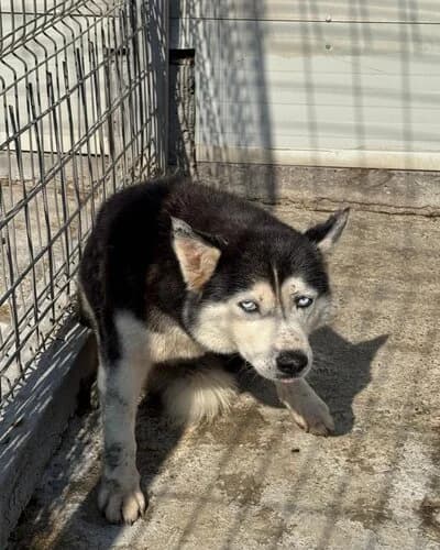 Câine 1187, female 5yo Mixed Breed for adoption at Adăpost Canin Craiova