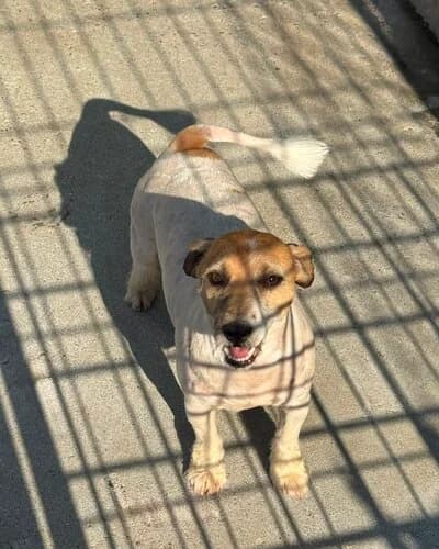 Câine 1205, male 3yo Mixed Breed for adoption at Adăpost Canin Craiova
