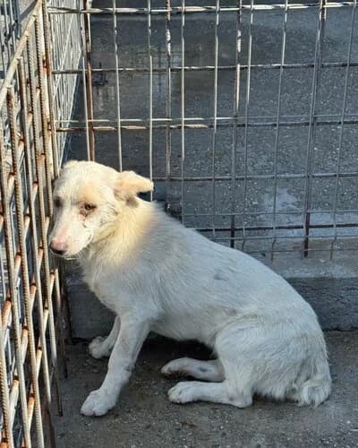 Câine 1233, male young Mixed Breed for adoption at Adăpost Canin Craiova