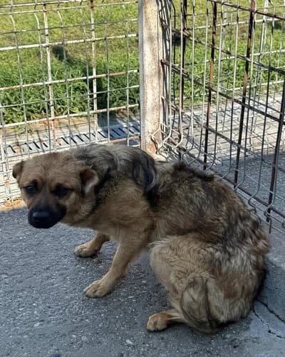 Câine 1235, male 3yo Mixed Breed for adoption at Adăpost Canin Craiova