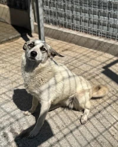 Câine 1270, female 5yo Mixed Breed for adoption at Adăpost Canin Craiova