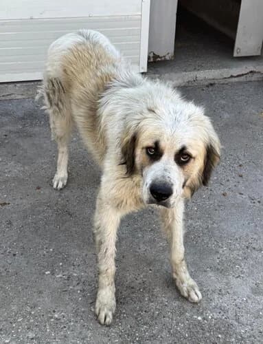 Câine 1398, male 6yo Mixed Breed for adoption at Adăpost Canin Craiova