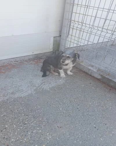 Câine 1441, male 5yo Mixed Breed for adoption at Adăpost Canin Craiova