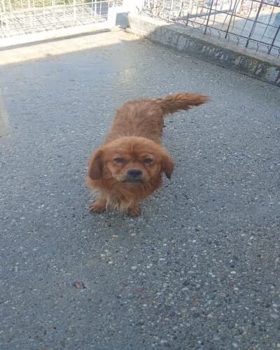 Câine 1442, male 3yo Mixed Breed for adoption at Adăpost Canin Craiova