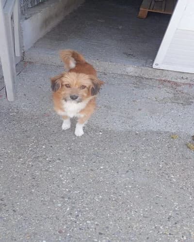 Câine 1444, male 4yo Mixed Breed for adoption at Adăpost Canin Craiova