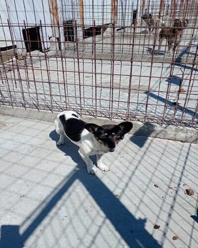 Câine 1491, male 3yo Mixed Breed for adoption at Adăpost Canin Craiova