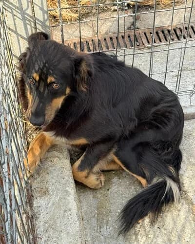 Câine 1683, male 4yo Mixed Breed for adoption at Adăpost Canin Craiova