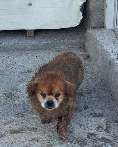 Câine 1695, male senior Mixed Breed for adoption at Adăpost Canin Craiova