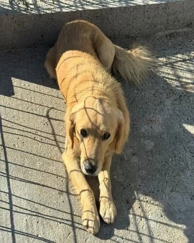 Câine 1713, male young Mixed Breed for adoption at Adăpost Canin Craiova