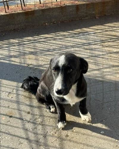 Câine 1747, female Mixed Breed for adoption at Adăpost Canin Craiova