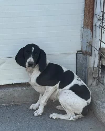 Câine 1748, female 4yo Mixed Breed for adoption at Adăpost Canin Craiova