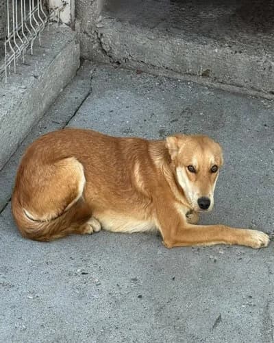 Câine 1749, male young Mixed Breed for adoption at Adăpost Canin Craiova