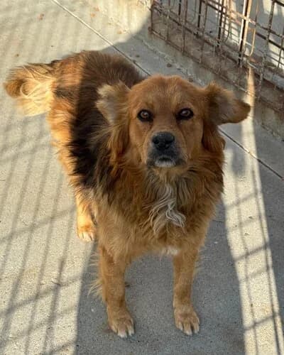 Câine 1750, male 3yo Mixed Breed for adoption at Adăpost Canin Craiova