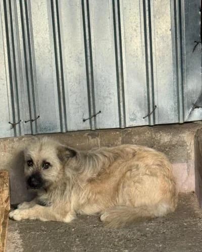 Câine 1751, female young Mixed Breed for adoption at Adăpost Canin Craiova