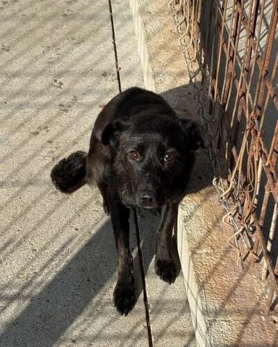Câine 1754, male young Mixed Breed for adoption at Adăpost Canin Craiova