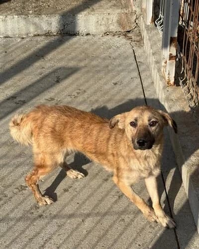 Câine 1755, female young Mixed Breed for adoption at Adăpost Canin Craiova