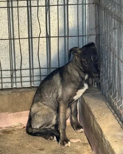 Câine 1760, female young Mixed Breed for adoption at Adăpost Canin Craiova