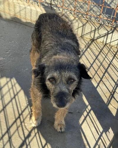 Câine 1763, male 6yo Mixed Breed for adoption at Adăpost Canin Craiova