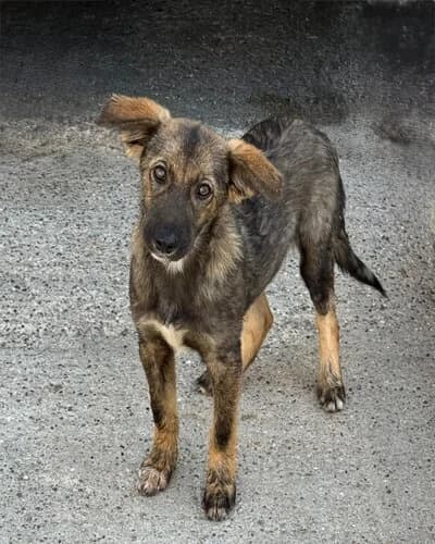 Câine 1764, male puppy Mixed Breed for adoption at Adăpost Canin Craiova