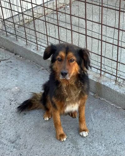 Câine 1766, male 5yo Mixed Breed for adoption at Adăpost Canin Craiova