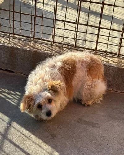 Câine 1768, female 4yo Mixed Breed for adoption at Adăpost Canin Craiova