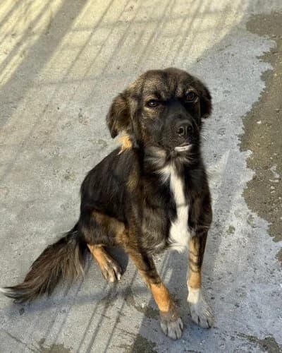 Câine 1769, female young Mixed Breed for adoption at Adăpost Canin Craiova