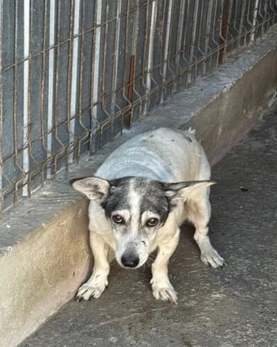 Câine 1770, female 7yo Mixed Breed for adoption at Adăpost Canin Craiova