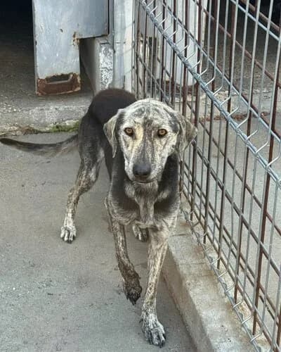 Câine 1775, female 4yo Mixed Breed for adoption at Adăpost Canin Craiova