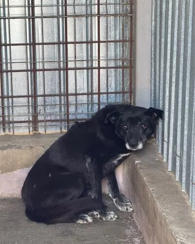 Câine 1777, female senior Mixed Breed for adoption at Adăpost Canin Craiova