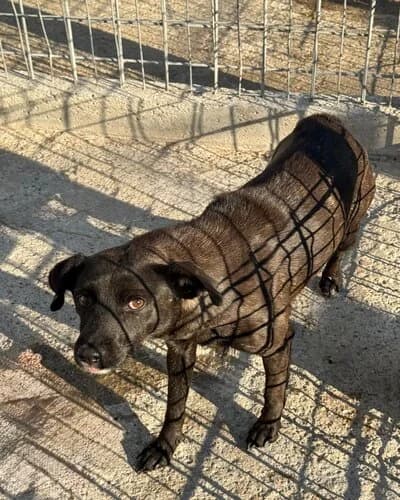 Câine 1779, female 5yo Mixed Breed for adoption at Adăpost Canin Craiova