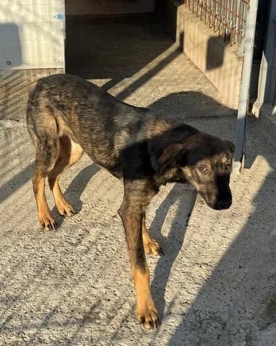 Câine 1780, male 3yo Mixed Breed for adoption at Adăpost Canin Craiova
