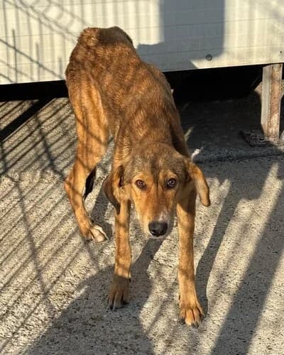 Câine 1781, female 5yo Mixed Breed for adoption at Adăpost Canin Craiova