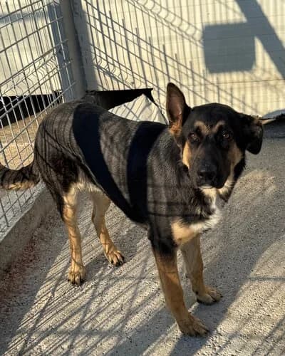 Câine 1783, male 3yo Mixed Breed for adoption at Adăpost Canin Craiova