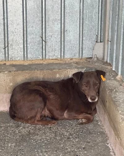 Câine 1784, female senior Mixed Breed for adoption at Adăpost Canin Craiova