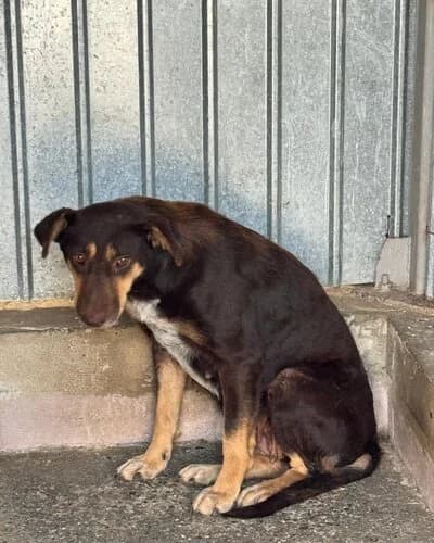 Câine 1787, female 6yo Mixed Breed for adoption at Adăpost Canin Craiova