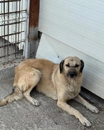 Câine 1791, male 4yo Mixed Breed for adoption at Adăpost Canin Craiova