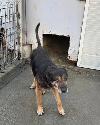 Câine 1796, male senior Mixed Breed for adoption at Adăpost Canin Craiova