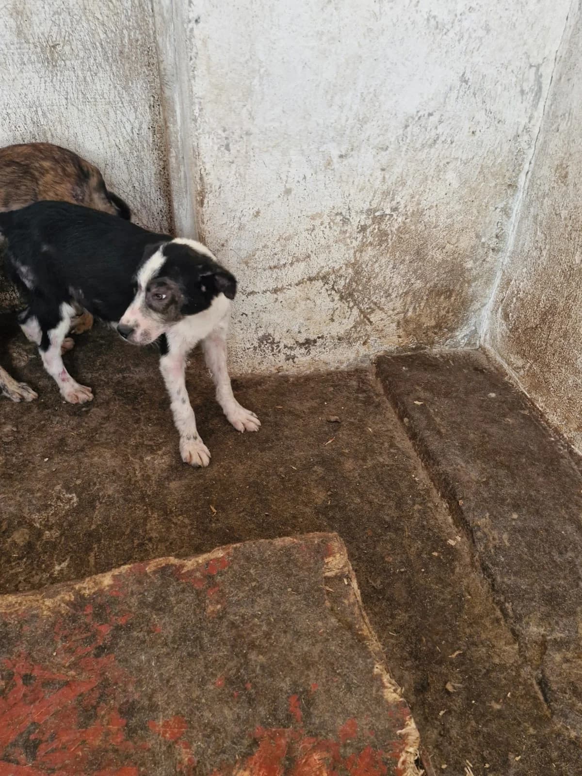 Cățel 4247, male puppy Mixed Breed for adoption at Adăpost câini fără stăpân – Primăria Reșița