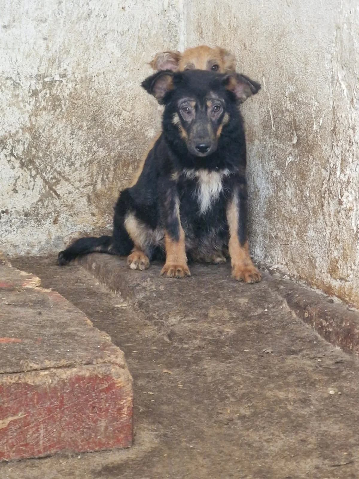 Cățel 4250, male puppy Mixed Breed for adoption at Adăpost câini fără stăpân – Primăria Reșița